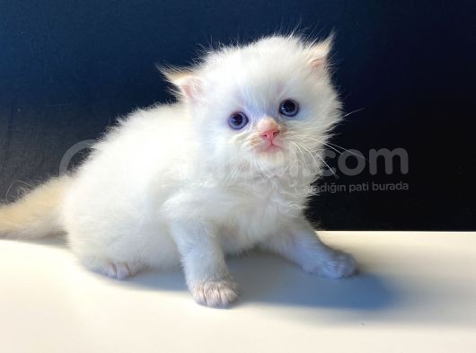 Sevimli Scottish Fold Yavrularımız görsel