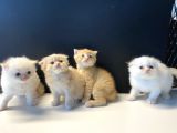 Sevimli Scottish Fold Yavrularımız