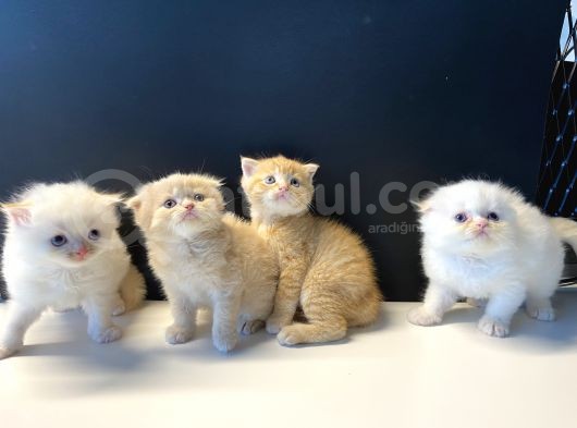 Sevimli Scottish Fold Yavrularımız görsel