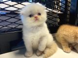 Sevimli Scottish Fold Yavrularımız