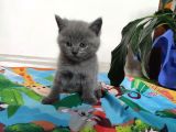 Safkan Hemen Teslim Yavrularim