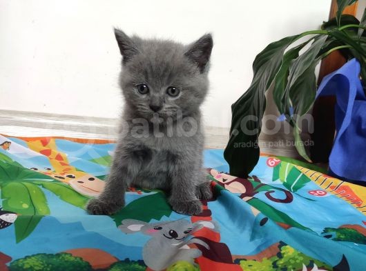 Safkan Hemen Teslim Yavrularim görsel