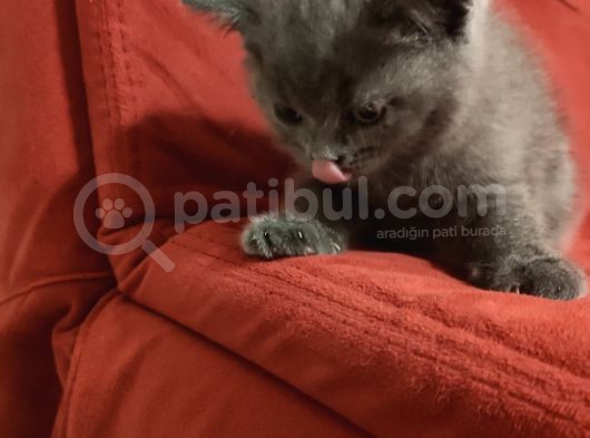 Safkan Hemen Teslim Yavrularim görsel