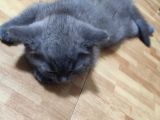Safkan Hemen Teslim Yavrularim