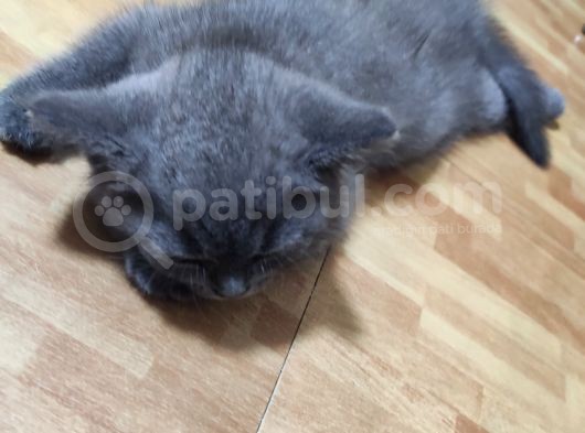 Safkan Hemen Teslim Yavrularim
