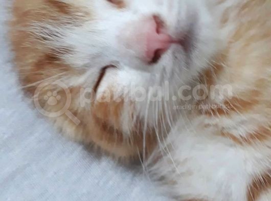 Scottish Fold Gold Yavru görsel
