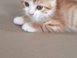 Scottish Fold Gold Yavru