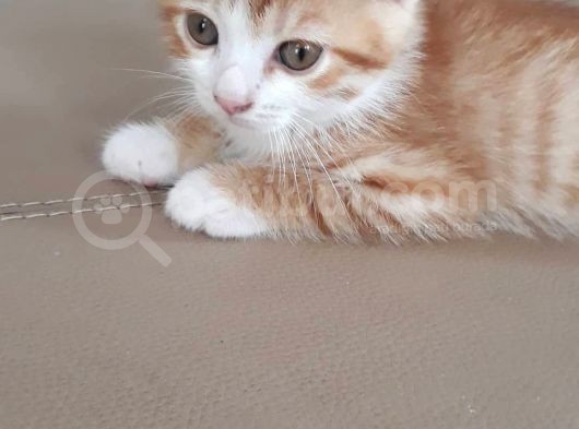 Scottish Fold Gold Yavru görsel