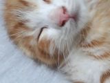 Scottish Fold Gold Yavru