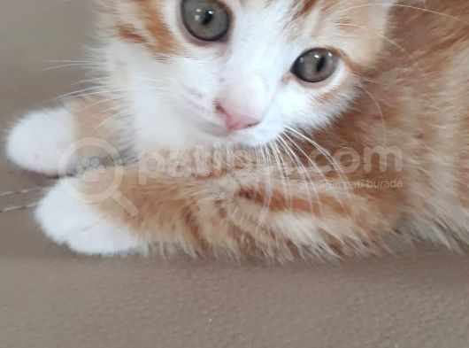 Scottish Fold Gold Yavru görsel