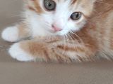 Scottish Fold Gold Yavru