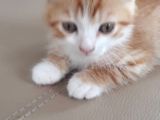 Scottish Fold Gold Yavru
