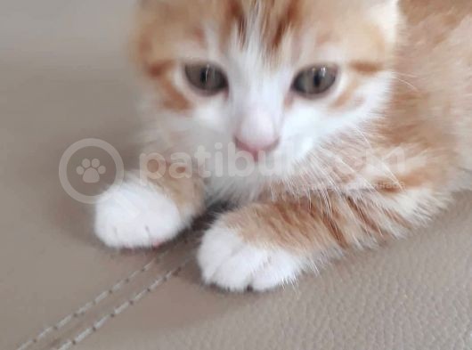 Scottish Fold Gold Yavru görsel