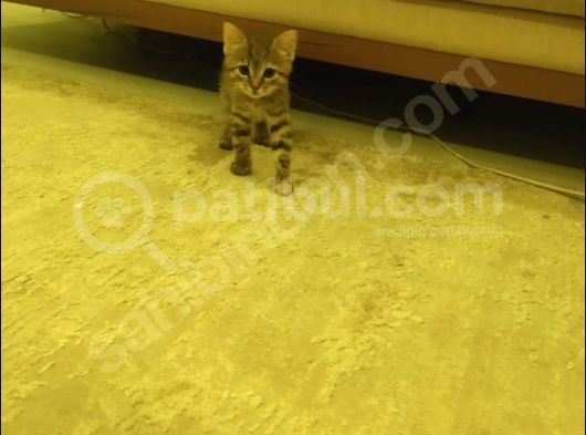 Dişi Ve Erkek 2 Aylık Yavru Kedi Sahiplendiriyoruz görsel