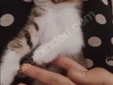 Dişi Ve Erkek 2 Aylık Yavru Kedi Sahiplendiriyoruz