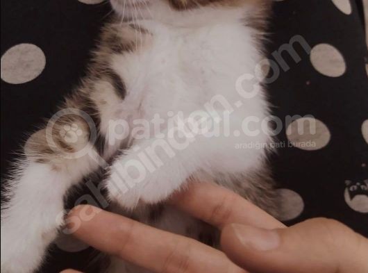 Dişi Ve Erkek 2 Aylık Yavru Kedi Sahiplendiriyoruz görsel