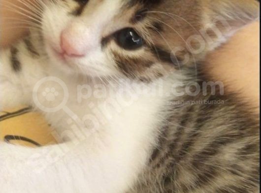 Dişi Ve Erkek 2 Aylık Yavru Kedi Sahiplendiriyoruz görsel
