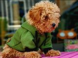 Erkek Red Toy Poodle
