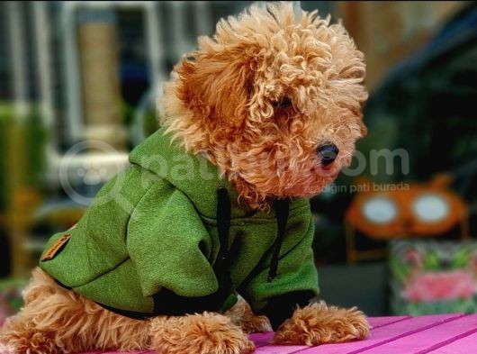 Erkek Red Toy Poodle