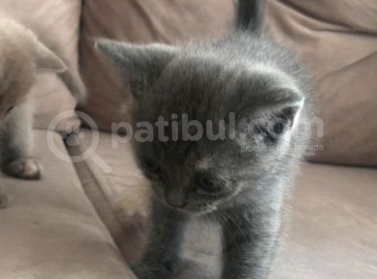 5 Yavru 1 Yetişkin
