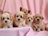 A Kalite Anne Baba Maltipoo Orjinal Yavrular