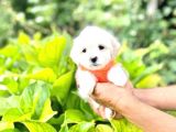 Minik Maltese Terrier
