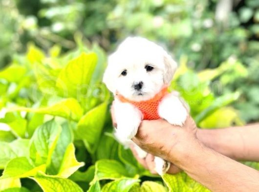 Minik Maltese Terrier görsel