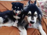 Alaskan Malamute Iri Çok Kaliteli Yavrumuz