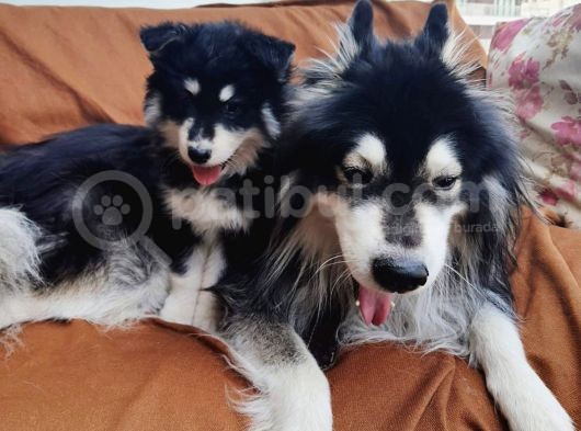 Alaskan Malamute Iri Çok Kaliteli Yavrumuz görsel