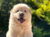 Chow Chow Bebeği̇mi̇z