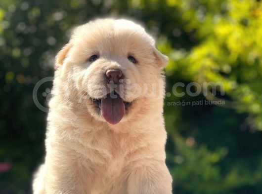 Chow Chow Bebeği̇mi̇z görsel