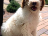 Standart Particolour Poodle Nadir Renk Yavrular