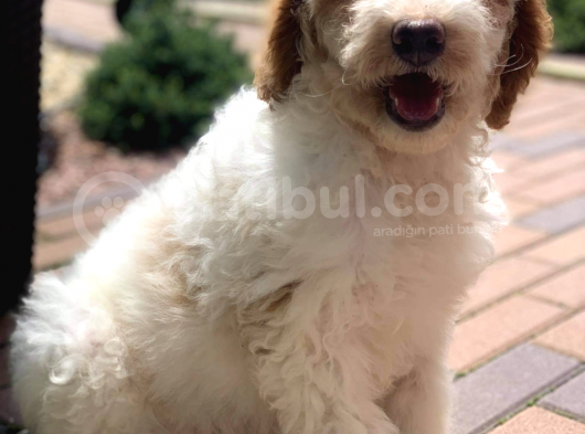 Standart Particolour Poodle Nadir Renk Yavrular