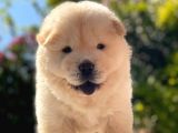 Chow Chow Bebeği̇mi̇z