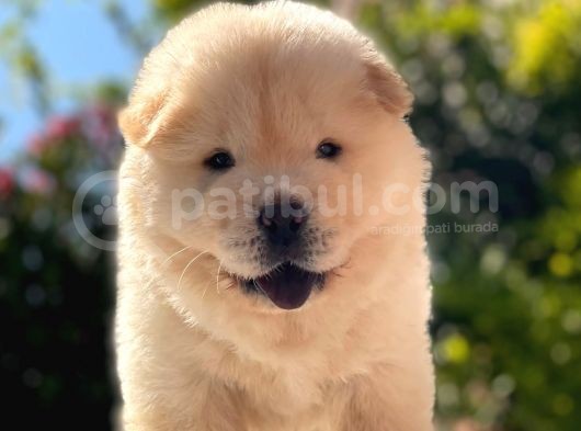 Chow Chow Bebeği̇mi̇z görsel