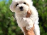 Safkan 0 Numara Maltese Terrier Yavrularimiz
