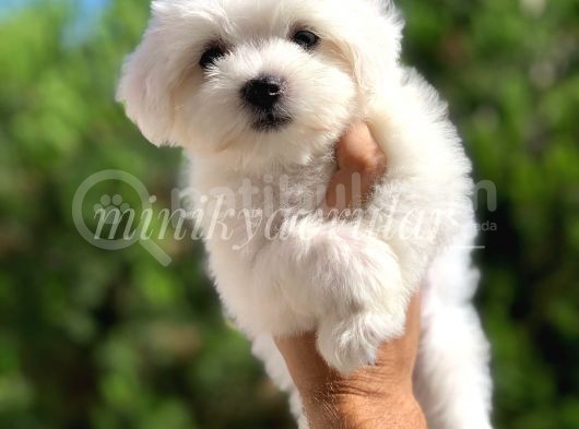 Safkan 0 Numara Maltese Terrier Yavrularimiz