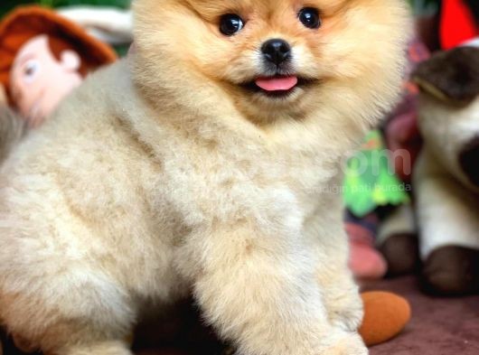 Ayı Surat Pomeranian Boo Yavrularımız görsel