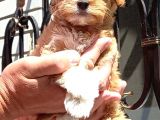 A Kalite Anne Baba Maltipoo Orjinal Yavrular