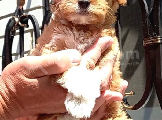 A Kalite Anne Baba Maltipoo Orjinal Yavrular görsel