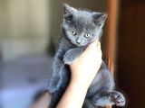 Safkan British Shorthair Oğlumuza Yuva Arıyoruz