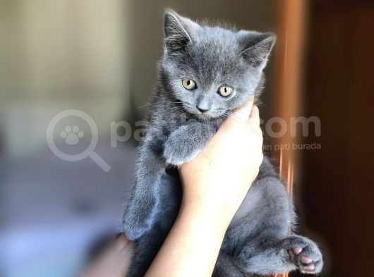 Safkan British Shorthair Oğlumuza Yuva Arıyoruz