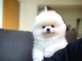 Irk Ve Sağlık Garantili Pomeranian Boo Yavrularımız