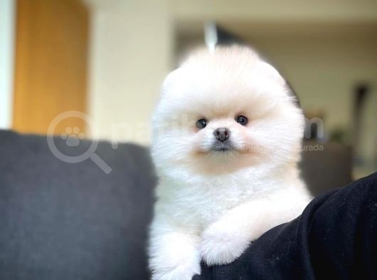 Irk Ve Sağlık Garantili Pomeranian Boo Yavrularımız görsel