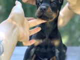 A Kalite King Dobermann Yavruları