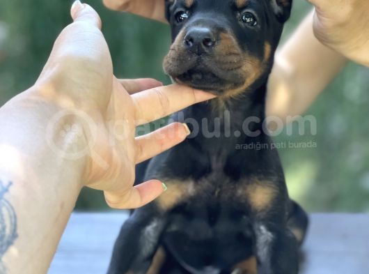 A Kalite King Dobermann Yavruları görsel