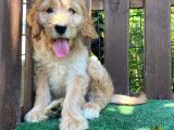 Goldendoodle ,Bernedoodle Ve Labradoodle Yavrular