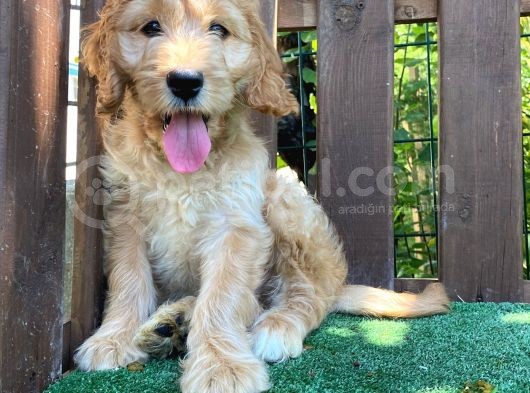 Goldendoodle ,Bernedoodle Ve Labradoodle Yavrular görsel