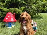Labradoodle F2 B Red Oğlumuz Bruno