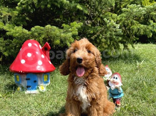 Labradoodle F2 B Red Oğlumuz Bruno görsel